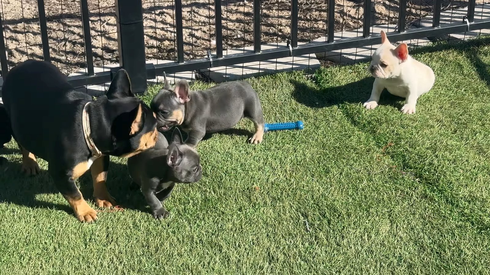 Ember & Shazam - ALL RESERVED